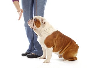 Obedience Class