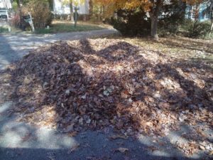 Leaf Pile by Side of Road
