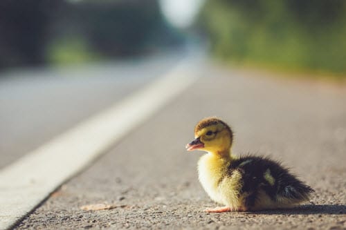 criminal sentence for stopping on road for duck