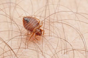 Bedbug prevention